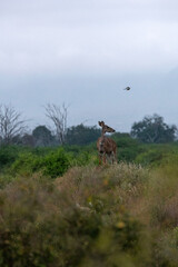 Samica kudu większego (Tragelaphus Strepsiceros) rozglądając się po sawannie w Park Narodowy Tsavo East, Kenia, Afryka © Kamil_k2p