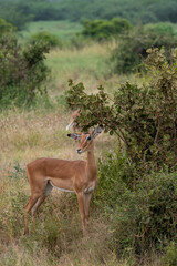 Impala - Aepyceros melampus, mała, szybka antylopa z afrykańskiej sawanny, samica na sawannie, Park Narodowy Tsavo i rezerwat wzgórz Taita, Kenia © Kamil_k2p
