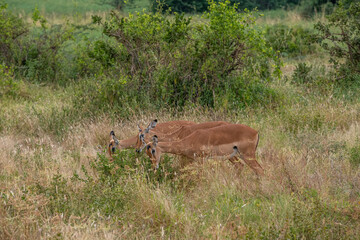 Impala - Aepyceros melampus, mała, szybka antylopa z afrykańskiej sawanny, stado na sawannie, Park Narodowy Tsavo i rezerwat wzgórz Taita, Kenia © Kamil_k2p