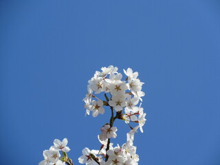 青空と桜