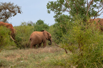 Słoń afrykański (Loxodonta africana), ogromny samiec z wielkimi kłami pasący się na sawannie w Park Narodowy Tsavo East, Kenia, Afryka © Kamil_k2p