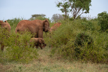 Słoń afrykański (Loxodonta africana), stado słonia młodziutkim małym słonikiem na sawannie w Park Narodowy Tsavo East, Kenia, Afryka © Kamil_k2p