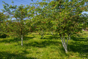 Painted Tree Trunks for Pest Protection in Orchard | Malowane pnie drzew jako ochrona przed szkodnikami w sadzie
