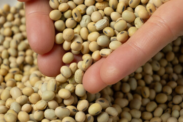 Hands pouring organic raw soybeans close-up.