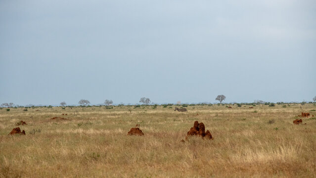 Fototapeta Kopice termitów w sawannie, Park Narodowy Tsavo Est i rezerwat wzgórz Taita, Kenia