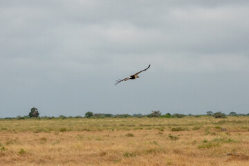 Sekretarz (Sagittarius Serpentarius) w locie, drapieżny ptak zamieszkujący afrykańskie sawanny, Park Narodowy Tsavo i rezerwat wzgórz Taita, Kenia © Kamil_k2p