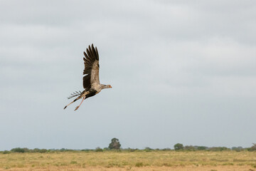 Sekretarz (Sagittarius Serpentarius) w locie, drapieżny ptak zamieszkujący afrykańskie sawanny, Park Narodowy Tsavo i rezerwat wzgórz Taita, Kenia © Kamil_k2p
