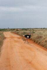Struś północnoafrykański, struś czerwonoszyi (Struthio camelus) przechodzący przez czerwoną drogę, Park Narodowy Tsavo i rezerwat wzgórz Taita, Kenia, Afryka © Kamil_k2p