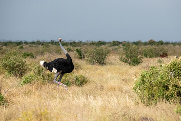 Struś północnoafrykański, struś czerwonoszyi (Struthio camelus) zaciekawiony spoglądający w naszą stronę samiec na sawannie, Park Narodowy Tsavo i rezerwat wzgórz Taita, Kenia © Kamil_k2p