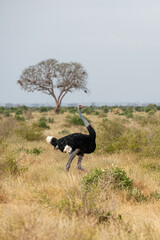 Struś północnoafrykański, struś czerwonoszyi (Struthio camelus) na sawannie, Park Narodowy Tsavo i rezerwat wzgórz Taita, Kenia © Kamil_k2p