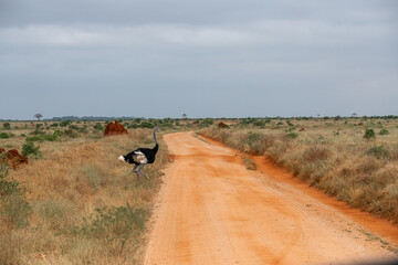 Struś północnoafrykański, struś czerwonoszyi (Struthio camelus) przechodzący przez czerwoną drogę, Park Narodowy Tsavo i rezerwat wzgórz Taita, Kenia, Afryka © Kamil_k2p