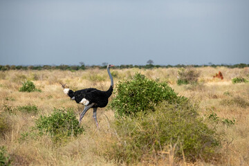 Struś północnoafrykański, struś czerwonoszyi (Struthio camelus) dorosły samiec na sawannie, Park Narodowy Tsavo i rezerwat wzgórz Taita, Kenia © Kamil_k2p
