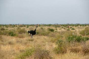 Struś północnoafrykański, struś czerwonoszyi (Struthio camelus) na sawannie, Park Narodowy Tsavo i rezerwat wzgórz Taita, Kenia © Kamil_k2p