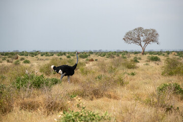 Struś północnoafrykański, struś czerwonoszyi (Struthio camelus) na sawannie, Park Narodowy Tsavo i rezerwat wzgórz Taita, Kenia © Kamil_k2p