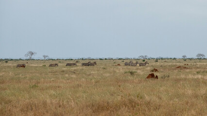 Zebra (equus) stado spacerujące po równinach sawanny, Park Narodowy Tsavo i rezerwat wzgórz Taita, Kenia © Kamil_k2p