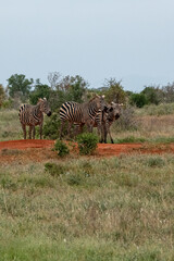 Zebra (equus) cztery zebry posilające się na sawannie, Park Narodowy Tsavo i rezerwat wzgórz Taita, Kenia © Kamil_k2p
