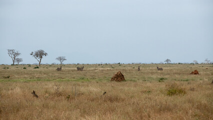 Zebra (equus) stado spacerujące po równinach sawanny, Park Narodowy Tsavo i rezerwat wzgórz Taita, Kenia © Kamil_k2p