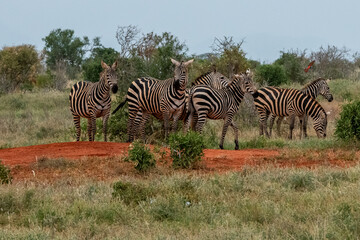 Zebra (equus), spokojne stado posilające się na sawannie, Park Narodowy Tsavo i rezerwat wzgórz Taita, Kenia © Kamil_k2p