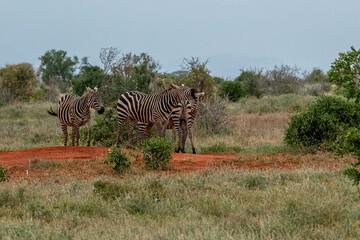 Zebra (equus) stado posilające się na sawannie, Park Narodowy Tsavo i rezerwat wzgórz Taita, Kenia © Kamil_k2p