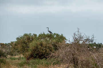 Czapla czarnogłowa (Ardea cinerea) na sawannie, Park Narodowy Tsavo i rezerwat wzgórz Taita, Kenia © Kamil_k2p