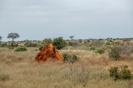 Fototapeta Kopiec termitów w sawannie,  Park Narodowy Tsavo i rezerwat wzgórz Taita, Kenia