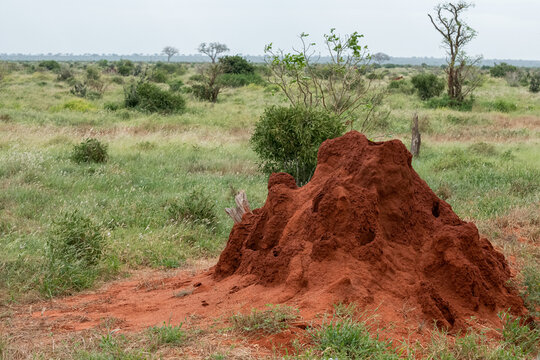 zniszczony kopiec termit&oacute;w w sawannie,  Park Narodowy Tsavo i rezerwat wzg&oacute;rz Taita, Kenia