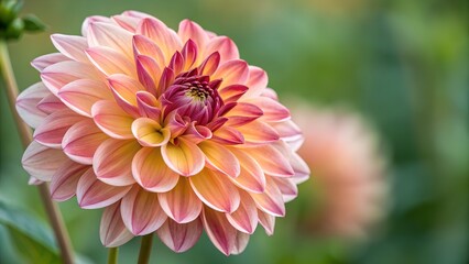 Obraz premium Dahlia's Soft Bloom: A close-up shot showcases a vibrant dahlia in full bloom, its delicate petals displaying a gradient of warm colors, with blurred blooms in the background.