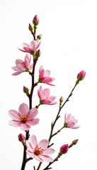 Delicate floral arrangement isolated on white background, blossom, simplicity