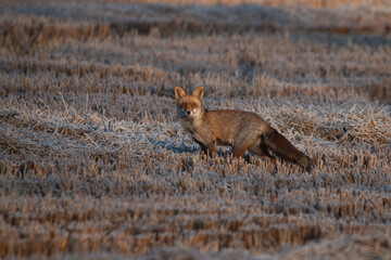 Frozen Stare: A Fox&rsquo;s Gaze in the Icy Fields of Camargue