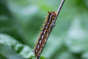 The Emerald Path: A Caterpillar’s Journey Among the Foliage