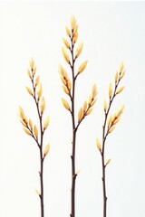 Three isolated branches on white background with light reflections, reflection, clean, minimalist