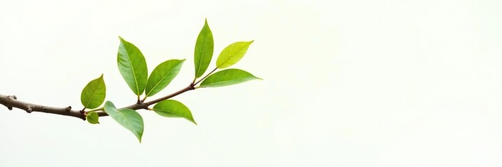 Obraz premium A single branch with leaves on white background, tree branch, plant life, foliage