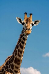 there is a giraffe standing in front of a blue sky