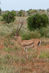 Grant's gazelle (Nanger granti) mała, szybka antylopa z afrykańskiej sawanny, samiec z dużymi...