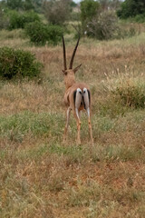 Grant's gazelle (Nanger granti), szybka antylopa z afrykańskiej sawanny, samiec z dużymi rogami wypasający się na sawannie, Park Narodowy Tsavo i rezerwat wzgórz Taita, Kenia © Kamil_k2p