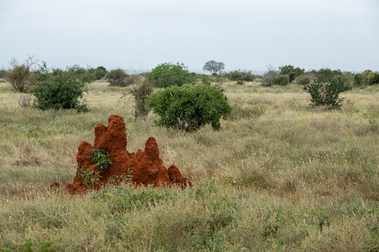 Fototapeta Kopiec termitów w sawannie,  Park Narodowy Tsavo i rezerwat wzgórz Taita, Kenia