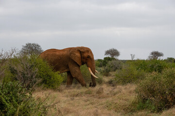 słoń, afryka, loxodonta, elephantidae, park tsavo, ssak, zwierzę, kenia, botswana, tanzania, samiec, dziki, pejzaż, przejazd, park narodowy, sawanna, kły, kość słoniowa, chroniony gatunek, wakacje, pr