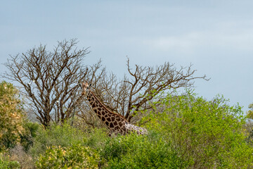 Żyrafa (camelopaurdalis) posilająca się na sawannie, Park Narodowy Tsavo i rezerwat wzgórz Taita, Kenia © Kamil_k2p