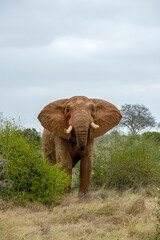 Słoń afrykański (Loxodonta africana), ogromny samiec na sawannie, Park Narodowy Tsavo i rezerwat wzgórz Taita, Kenia © Kamil_k2p