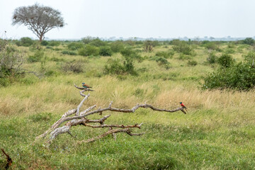 Kraska (Coracias garrulus) i Żołna karminowa (Merops nubicoides), dwa małe ptaki zamieszkujące tereny sawanny, Park Narodowy Tsavo i rezerwat wzgórz Taita, Kenia, Afryka © Kamil_k2p