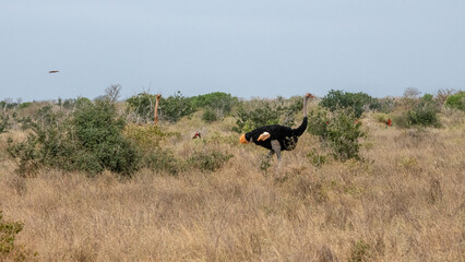 Struś północnoafrykański, struś czerwonoszyi (Struthio camelus) piękny samiec na sawannie, Park Narodowy Tsavo i rezerwat wzgórz Taita, Kenia