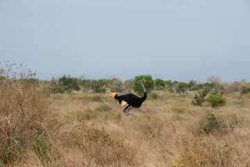 Struś czerwonosk&oacute;ry, struś masajski, struś p&oacute;łnocnoafrykański (Struthio camelus) na sawannie, Park Narodowy Tsavo i rezerwat wzg&oacute;rz Taita, Kenia