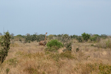 Struś północnoafrykański, struś czerwonoszyi (Struthio camelus) samotna samica na sawannie, Park Narodowy Tsavo i rezerwat wzgórz Taita, Kenia © Kamil_k2p