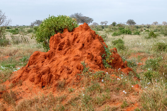 duży kopiec termit&oacute;w w sawannie,  Park Narodowy Tsavo i rezerwat wzg&oacute;rz Taita, Kenia