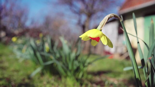 Daffodil Swaying in the Spring Breeze &ndash; 4K Nature Footage