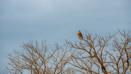 siedzący na drzewie Sokół wędrowny (Falco peregrinus), Park Narodowy Tsavo i rezerwat wzgórz Taita, Kenia © Kamil_k2p