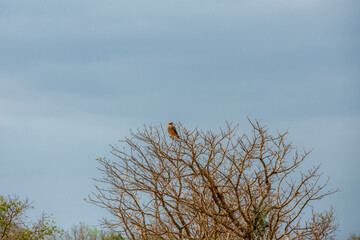 siedzący na drzewie Sokół wędrowny (Falco peregrinus) rozgląda się w poszukiwaniu pożywienia, Park Narodowy Tsavo i rezerwat wzgórz Taita, Kenia