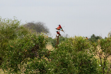 Żołna karminowa (Merops nubicoides), trzy małe kolorowe ptaki zamieszkujące tereny sawanny, Park Narodowy Tsavo i rezerwat wzgórz Taita, Kenia, Afryka