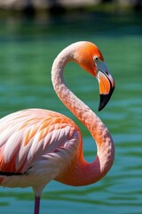 Fototapeta premium flamingo standing in the water with its head turned to the right