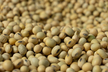 Uncooked Soybean Seeds. Healthy and Nutritious Legumes